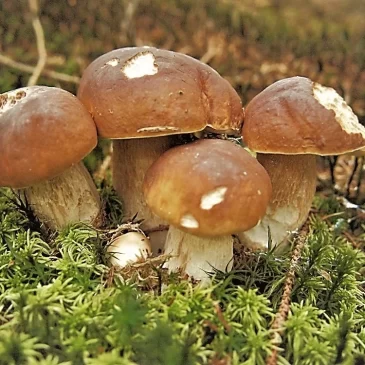 Zaparkorun Sadba lesních hub