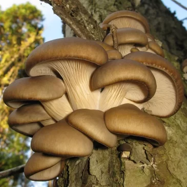 Zaparkorun Sadba hub – hlíva ústřičná