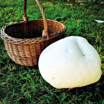 Zaparkorun Sadba hub – Pýchavka obrovská (vatovec obrovský)