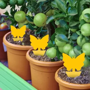 Lapače hmyzu – lepící motýl