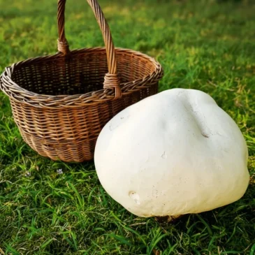 Zaparkorun Sadba hub – Pýchavka obrovská (vatovec obrovský)