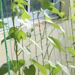 Podpůrná síť na pěstování rostlin 2 x 10 m - zelená